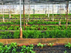 農田小氣候觀測站為什么能增加農業收入？